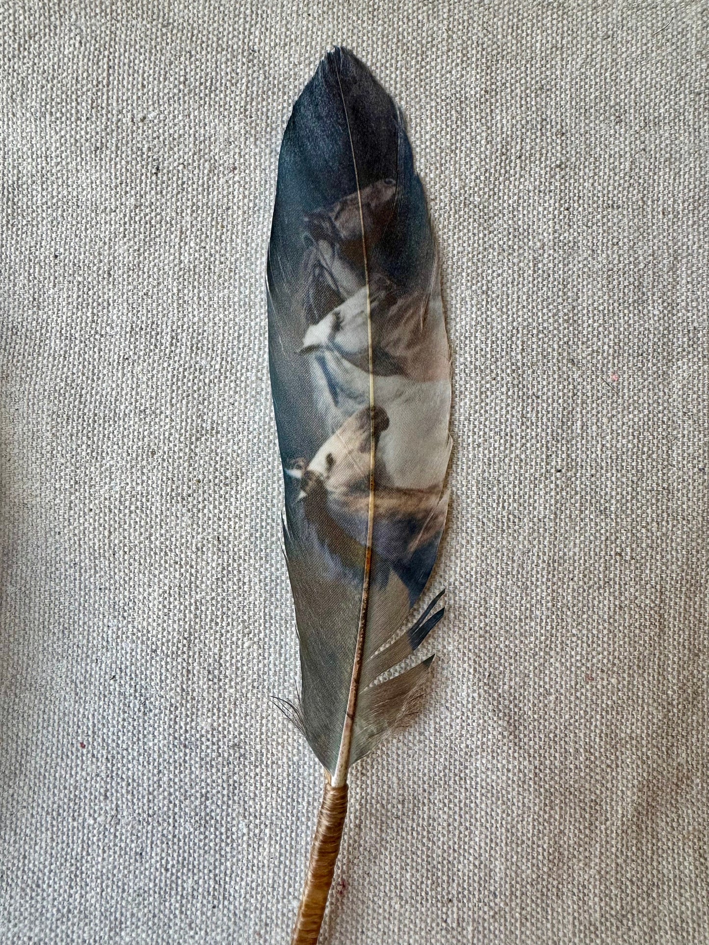 Wild horse cowboy hat feather with moody blue-gray tones