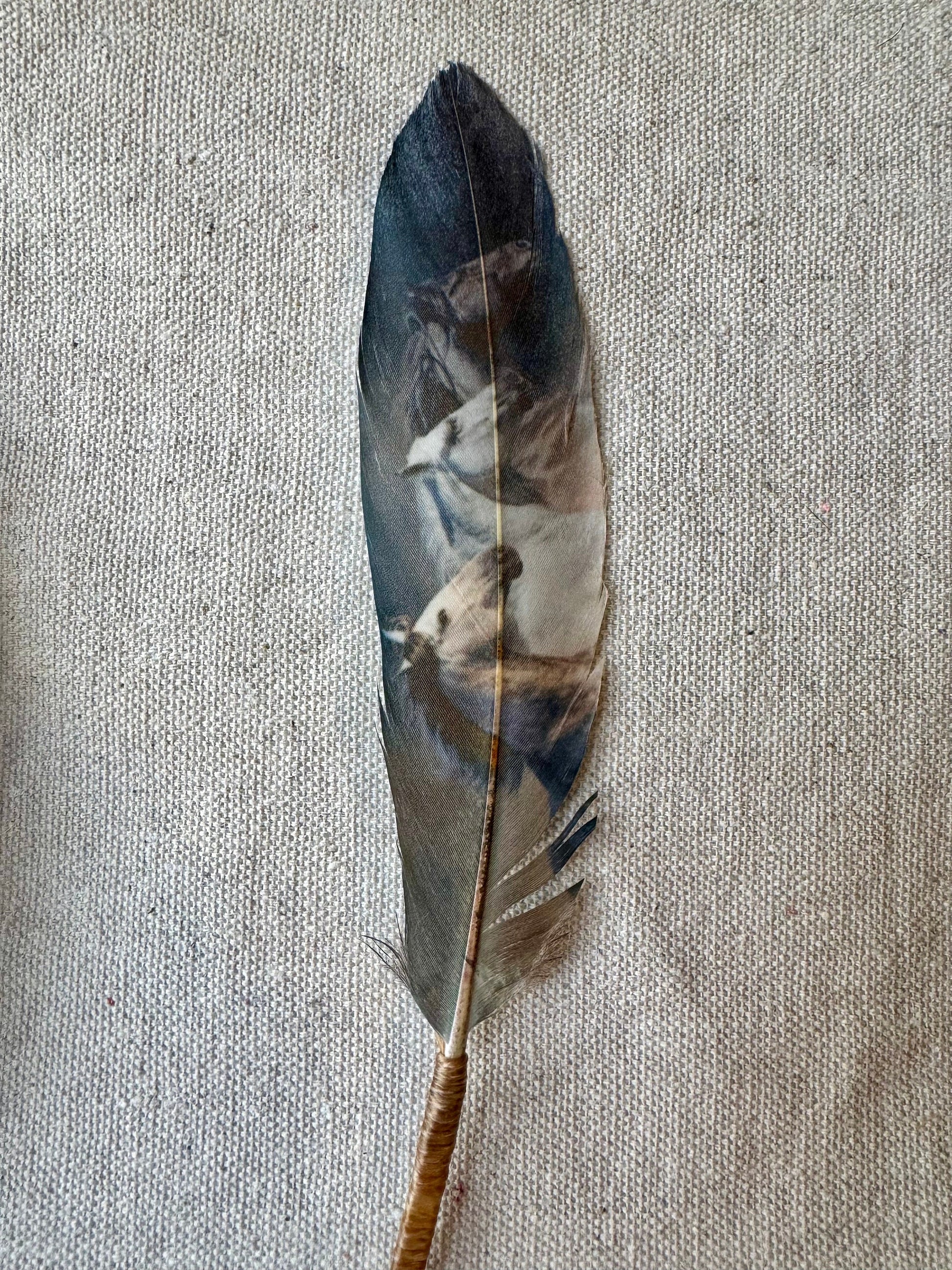 Wild horse cowboy hat feather with moody blue-gray tones