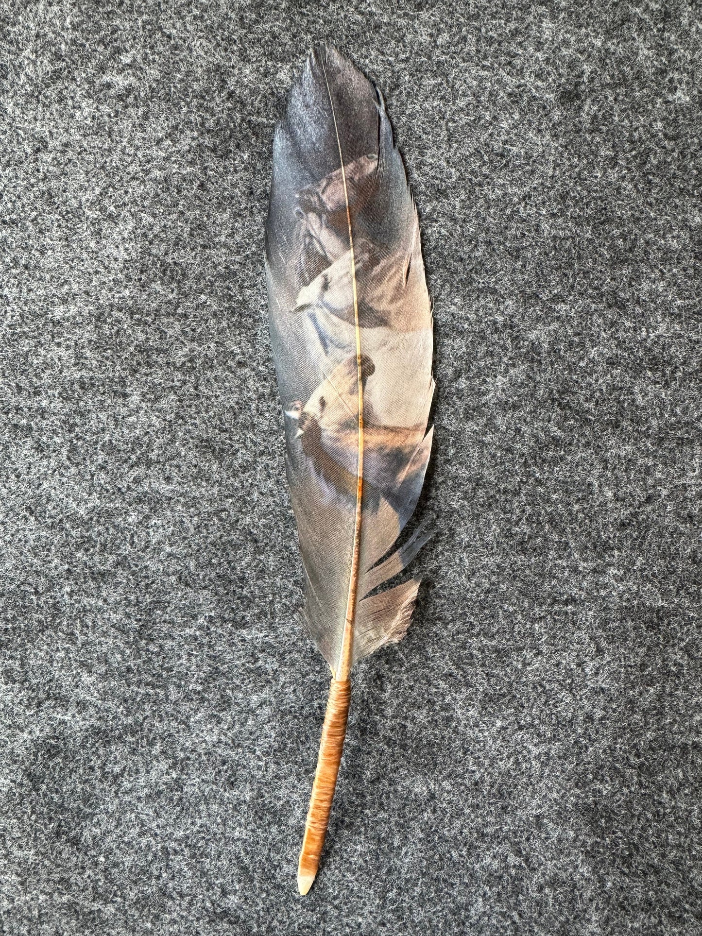 Single feather on a textured gray surface