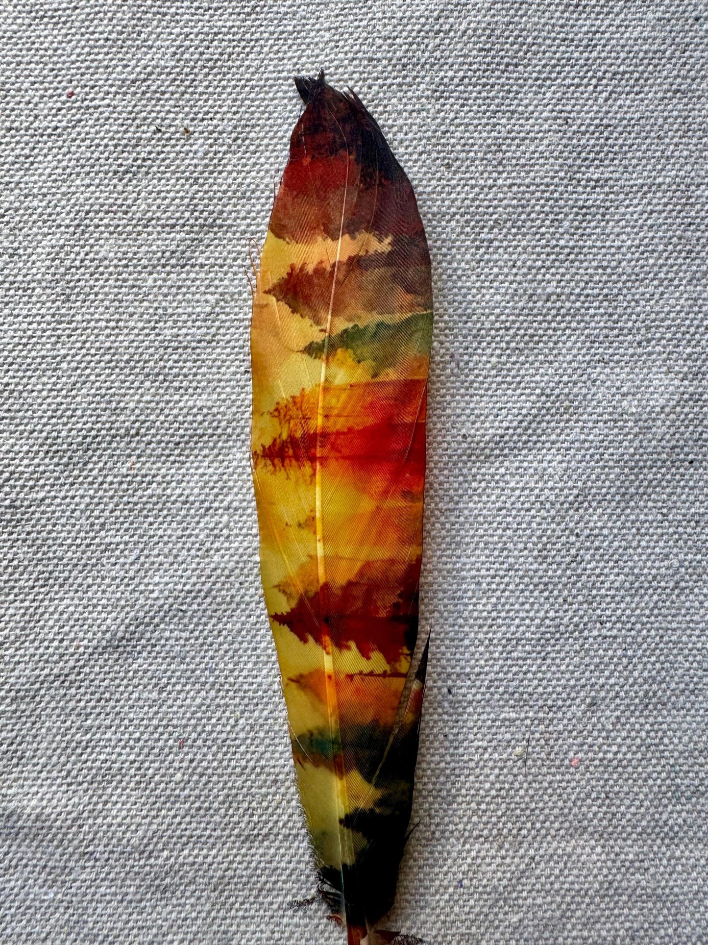 Colorful feather on a textured gray background